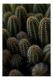 Tablou Canvas Colonie de Cactuși Verde Natural Contrast Textură, 26 x 39 cm, CMCLASS