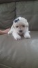 Bichon maltez frise
