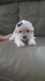 Bichon maltez frise