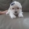 Bichon maltez frise