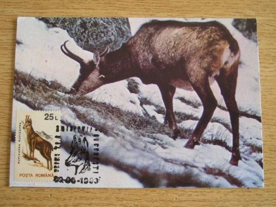 C12 - maxima Romania - tematica animale 4 - prima zi a emisiunii sau expozitii foto