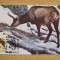 C12 - maxima Romania - tematica animale 4 - prima zi a emisiunii sau expozitii