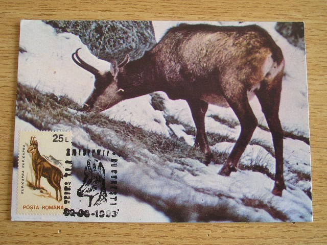 C12 - maxima Romania - tematica animale 4 - prima zi a emisiunii sau expozitii