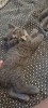 Pisica British Shorthair Blue, 2 luni, vaccinata, invatata la litiera, pentru vanzare