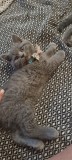 British shorthair blue