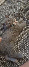 British shorthair blue