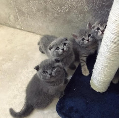 Pui scottish fold blue si scottish straight foto