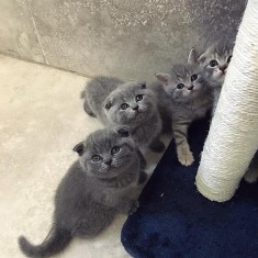 Donez Pui Pisica Scottish Fold - Blog Pisica