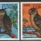 PR CONGO 1996 PASARI BUFNITE