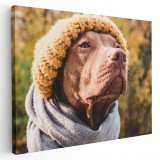 Tablou caine cu caciula si fular in natura Tablou canvas pe panza CU RAMA 20x30 cm