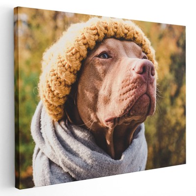 Tablou caine cu caciula si fular in natura Tablou canvas pe panza CU RAMA 20x30 cm foto