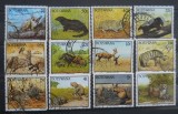 CN BOTSWANA FAUNA