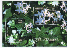 Flora: Iasomie, Colita nestampilata din India foto