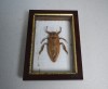 Lethocerus sp. gandac urias de apa din Thailanda