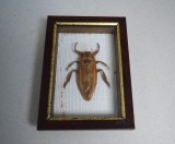 Lethocerus sp. gandac urias de apa din Thailanda