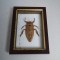 Lethocerus sp. gandac urias de apa din Thailanda