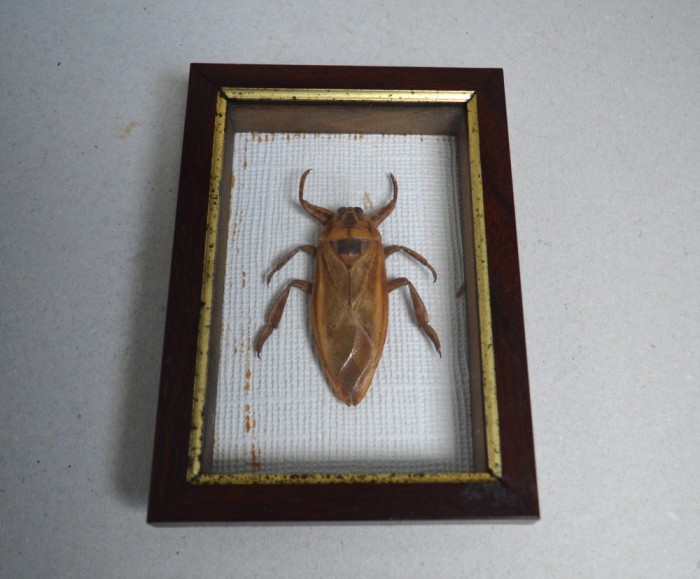 Lethocerus sp. gandac urias de apa din Thailanda