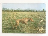 RF144 - Carte Postala - Viszla Maghiara, necirculata
