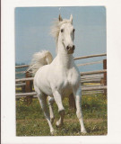 FG5 - Carte Postala - GERMANIA - Irish Stallion, circulata, Fotografie