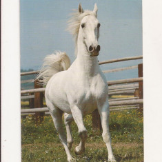 FG5 - Carte Postala - GERMANIA - Irish Stallion, circulata