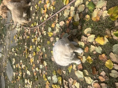 Golden Retriever foto