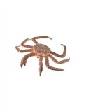 Figurina Crab Regal pictata manual XL Collecta