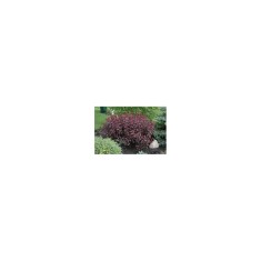 Prunus cistena &ndash; Cireș roșu decorativ, frunze bordo, 10&ndash;20 cm, plantă la ghiveci 10 cm