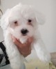 Vand pui bichon 7 saptamani, Pedigree