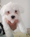 Vand pui bichon 6 saptamani, Pedigree