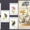 DB1 Fauna Fluturi 1993 Sao Tome 5 v. + SS MNH