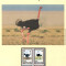 Ciad 1996 - Struțul african, set WWF, 6 poze, MNH (vezi descrierea)