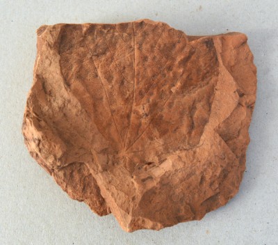 Planta fosila din Pliocen foto