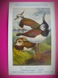 HOPCT 6293 VANELLUS VANELLUS -PASARI DE APA -FAUNA EUROPA-CP CHROMO LITHO -MUZEUL REGAL STIINTE NATURALE BELGIA-NECIRCULATA, Printata