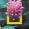 HAWAII, NATIONAL GEOGRAPHIC TRAVELER-RITA ARIYOSHI-226745