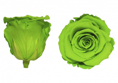 Trandafiri Criogenati Roseamour, Marime XL, Verde lime foto