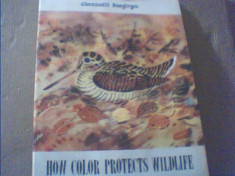 Ghennadii Snegiryev - HOW COLOR PROTECTS WILDLIFE { 1980 } foto