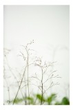 Tablou Canvas, "Flori delicate sub cer palid", Delicatețe, Natură, Frumusețe, Minimalism, Simplitate, Fragilitate, Puritate, Calm, 26 x 39 cm, CMCLASS