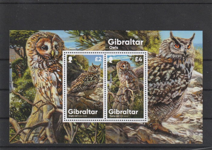 Fauna ,pasari soimi ,Gibraltar.
