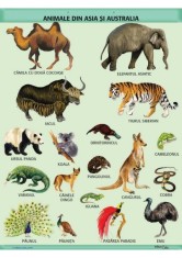 &amp;quot;Animale din Asia si Australia&amp;quot;, A1, offset de 160 g/mp (cu 2 benzi folie magnetica pe verso) foto
