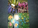 40 CARTI POSTALE FLORI