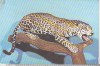 Bnk cp Bucuresti - Muzeul Antipa - Jaguar - necirculata, Printata