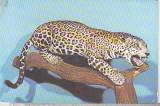 Bnk cp Bucuresti - Muzeul Antipa - Jaguar - necirculata, Printata