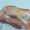 bnk cp Bucuresti - Muzeul Antipa - Jaguar - necirculata