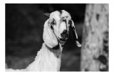 Tablou Canvas, "Capra cu urechi de mătase", Nu pot spune cine este &icirc;n fotografie., 39 x 26 cm, CMCLASS
