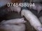 Foto  - 1