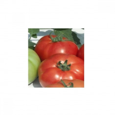 Seminte tomate REYANA F1 foto