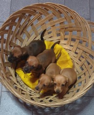 Vand pui Teckel foto