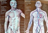 Cumpara ieftin Human Anatomy (2 volume) - 1985 - M. Prives (AS366)