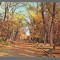 CPIB 17107 CARTE POSTALA - BUCURESTI. ALEE IN PARCUL LIBERTATII TOAMNA
