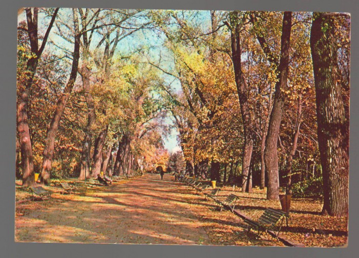 CPIB 17107 CARTE POSTALA - BUCURESTI. ALEE IN PARCUL LIBERTATII TOAMNA